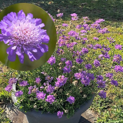 Scabiosa 'Laurie' - Tähtpea 'Laurie'